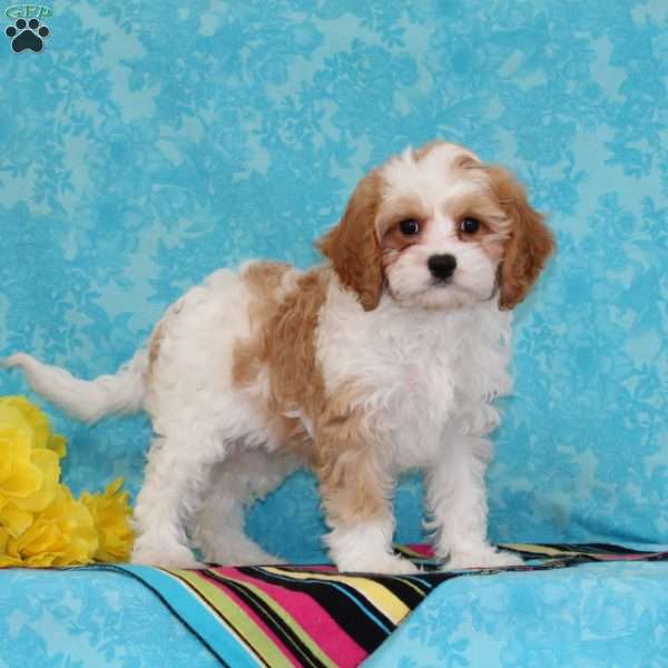 Lucky, Forever Puppy